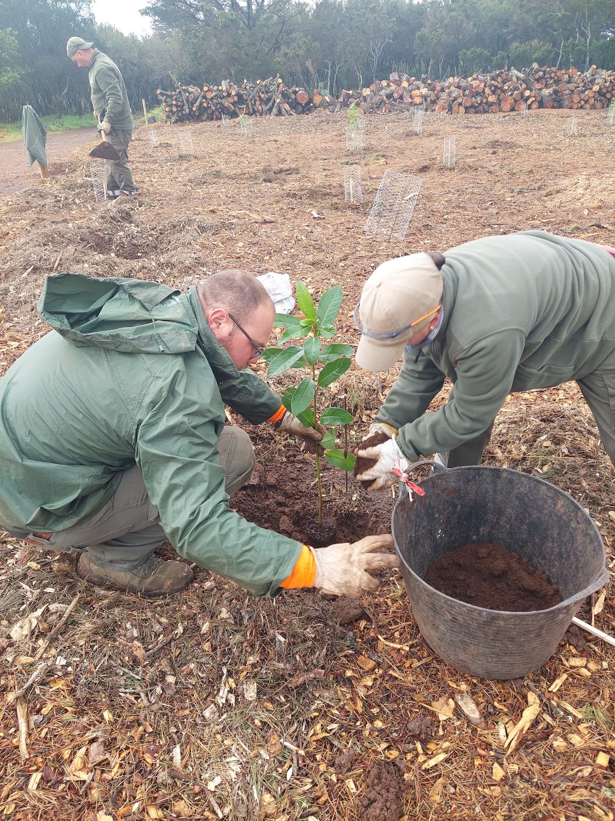 La Laguna revitaliza Mesa Mota con plantación de árboles autóctonos