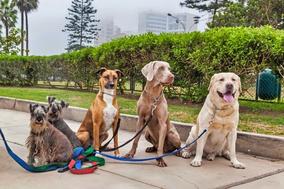 El área de Bienestar Animal recuerda que es obligatorio inscribir a los perros en el Registro Municipal, tanto de cualquier raza como de razas potencialmente peligrosas. Este trámite es gratuito y se realiza a través de cita previa telefónica o en la sede electrónica del Ayuntamiento. No cumplir con esta obligación puede resultar en una multa que va desde 30,05 euros hasta 150,25 euros. Además, en el caso de perros considerados potencialmente peligrosos, se debe solicitar una licencia municipal para su tenencia. Estas licencias deben renovarse cada cinco años.
