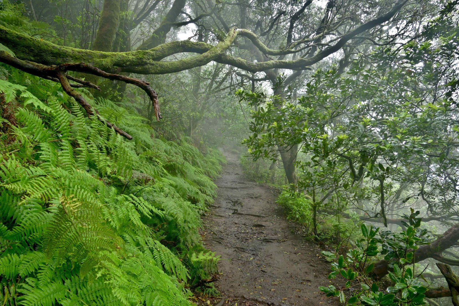Salidas de Senderismo en Tenerife con el Aula de la Naturaleza de Arona