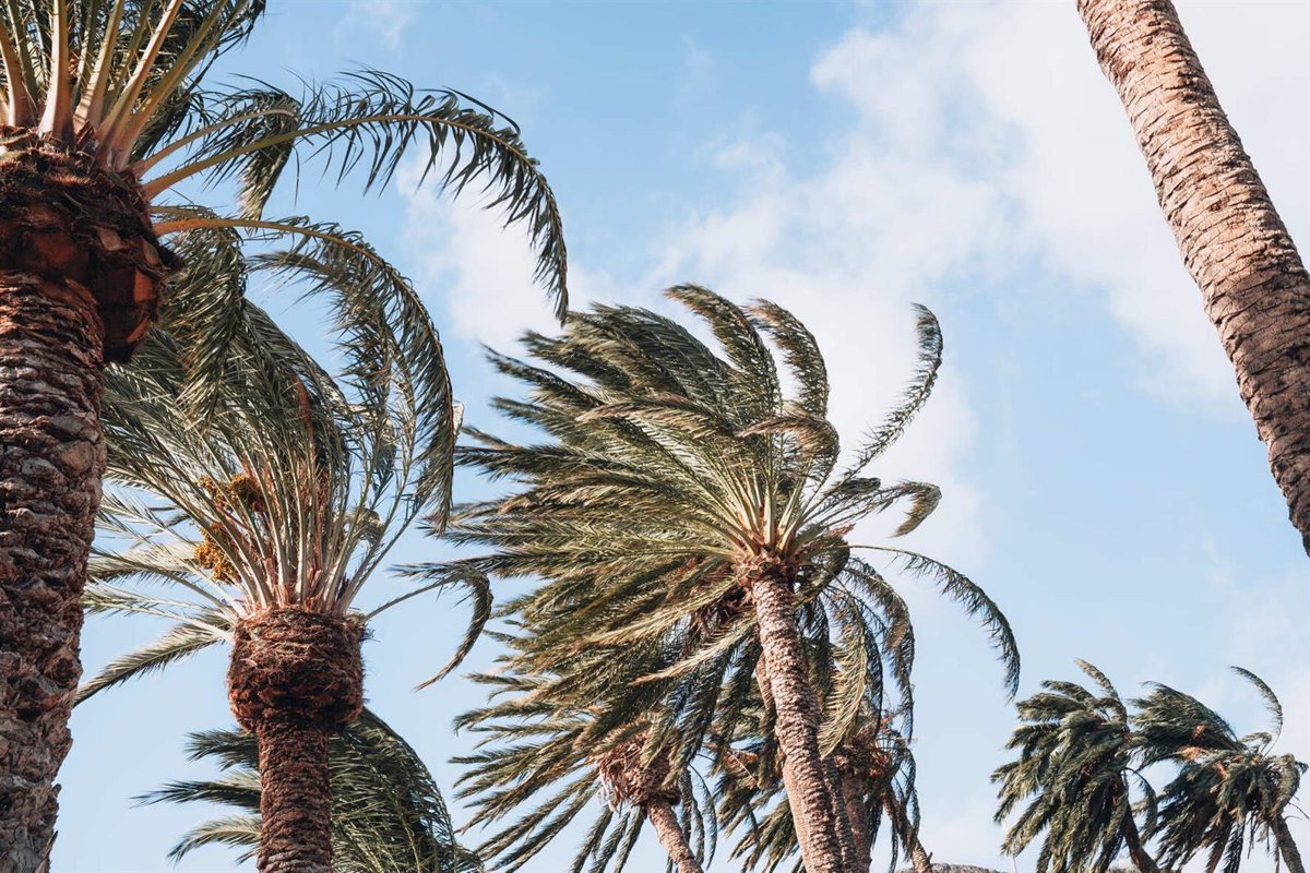 Canarias en prealerta por viento muy fuerte con rachas de hasta 80 km/h a partir de las 18:00 horas.