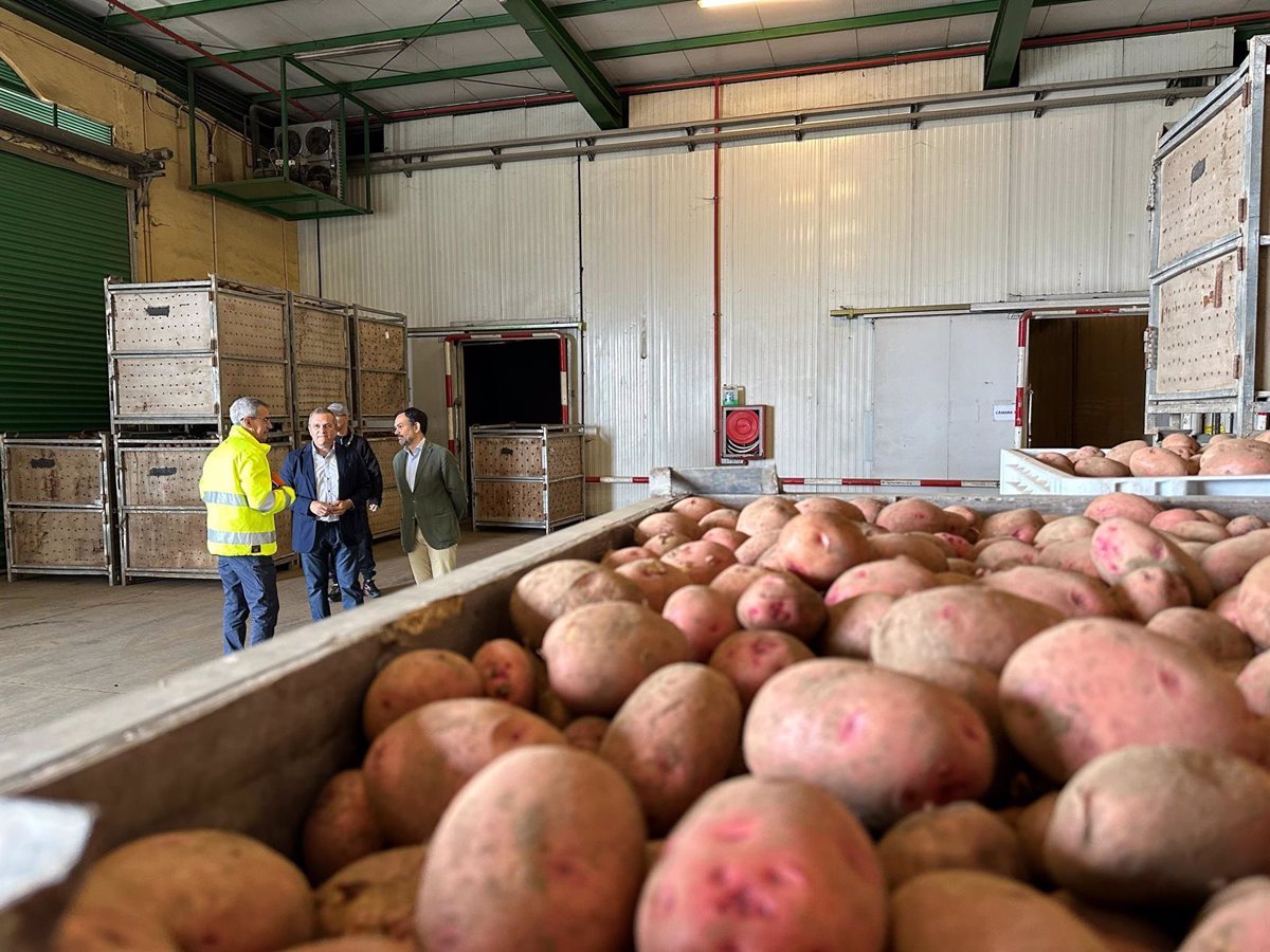 El Cabildo de Tenerife destina 250.000 euros para combatir la polilla de la papa