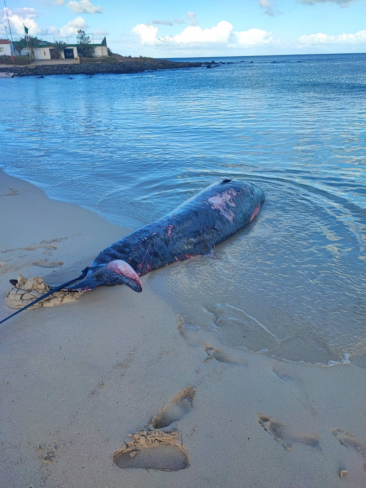Encuentran zifio varado en Grandes Playas de Corralejo, Fuerteventura