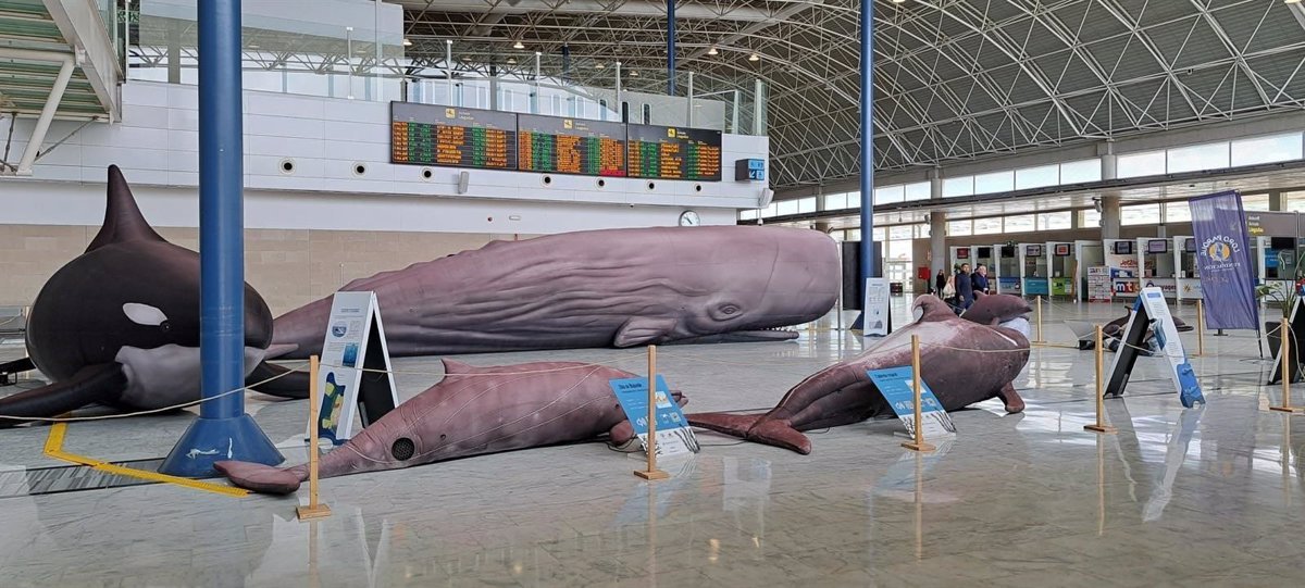 Exposición de Cetáceos de la Macaronesia en el aeropuerto de Fuerteventura