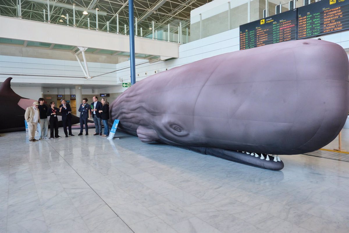 Exposición de cetáceos en el Aeropuerto de Fuerteventura