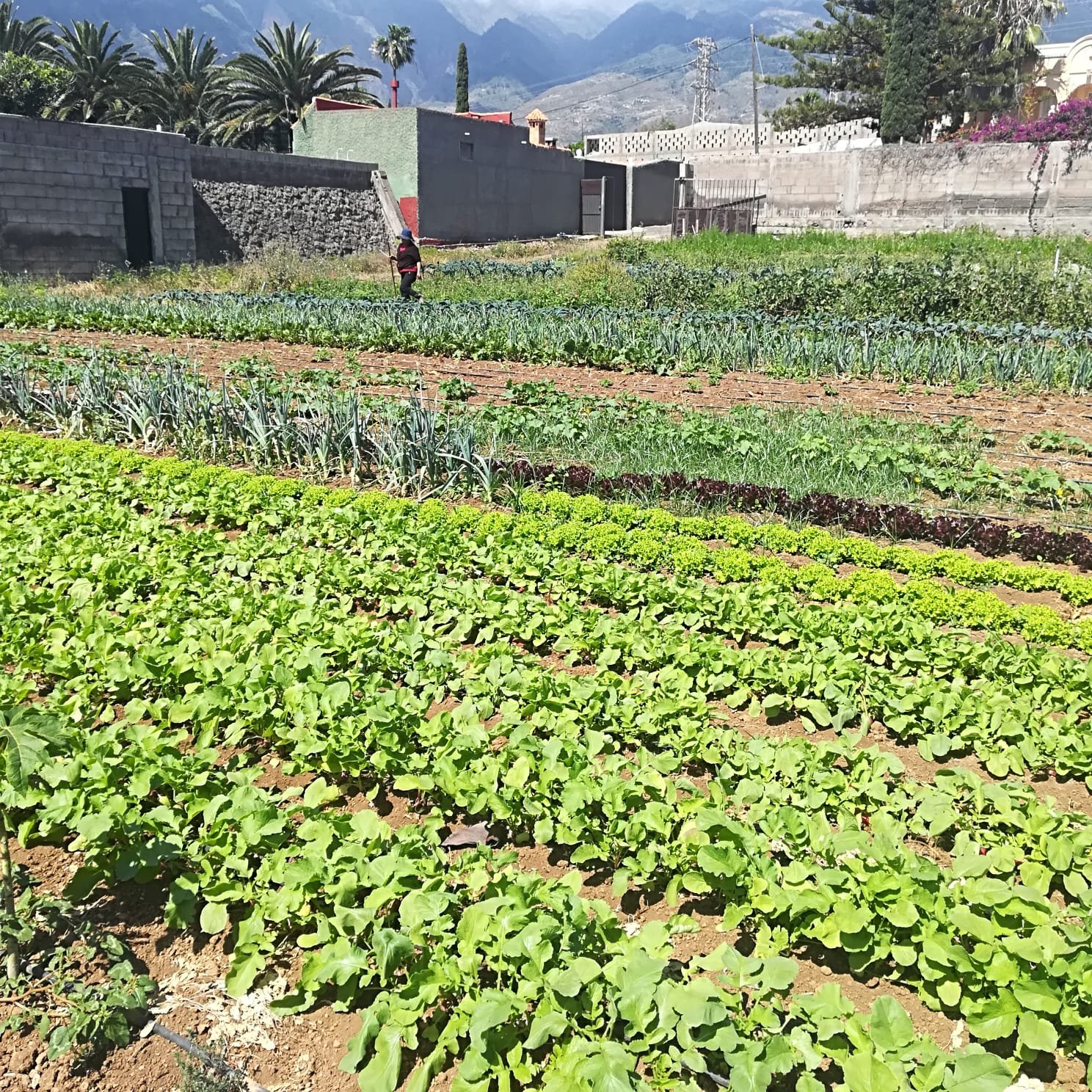 Arona impulsa el empleo local en colaboración con la Coordinadora de Organizaciones de Agricultores y Ganaderos de Canarias

El programa ‘Empleándote desde la raíz’ busca mejorar el acceso al empleo de los colectivos más vulnerables del municipio a través de acciones formativas y de apoyo.

El Ayuntamiento de Arona, a través del Área de Promoción Económica, y la Coordinadora de Organizaciones de Agricultores y Ganaderos de Canarias (COAG Canarias) han firmado un convenio específico de colaboración para el desarrollo del Programa Experimental en materia de Empleo 2024/2025, bajo el título ‘Empleándote desde la raíz’. Esta iniciativa tiene como objetivo principal fomentar la inserción laboral de personas desempleadas con especiales dificultades para acceder al mercado de trabajo.

El acuerdo, de carácter estratégico, busca aprovechar el conocimiento de COAG Canarias y su experiencia en el ámbito agrario, así como las particularidades del tejido laboral de Arona, para diseñar itinerarios integrales que faciliten la empleabilidad a través de la orientación, formación y el acompañamiento individualizado.

Con la firma de este convenio, el Ayuntamiento de Arona refuerza su compromiso con el desarrollo social y económico del municipio, apostando por una colaboración efectiva que dé respuestas concretas a las demandas del mercado laboral local, con nuevas herramientas de empleabilidad, favoreciendo así una inserción laboral sostenible y adaptada al contexto insular.
Un programa adaptado a las necesidades del territorio

El programa ‘Empleándote desde la raíz’ nace con una vocación de servicio a la comunidad, especialmente a aquellos colectivos más vulnerables del municipio.