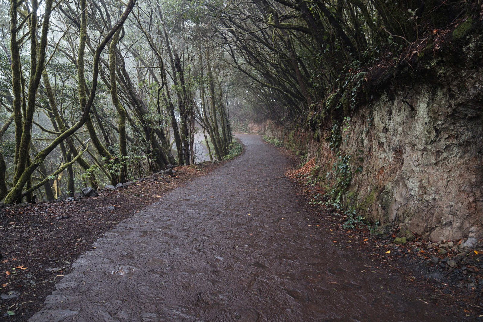 El Cabildo aprueba proyecto de mejora en acceso El Cedro – Las Mimbreras