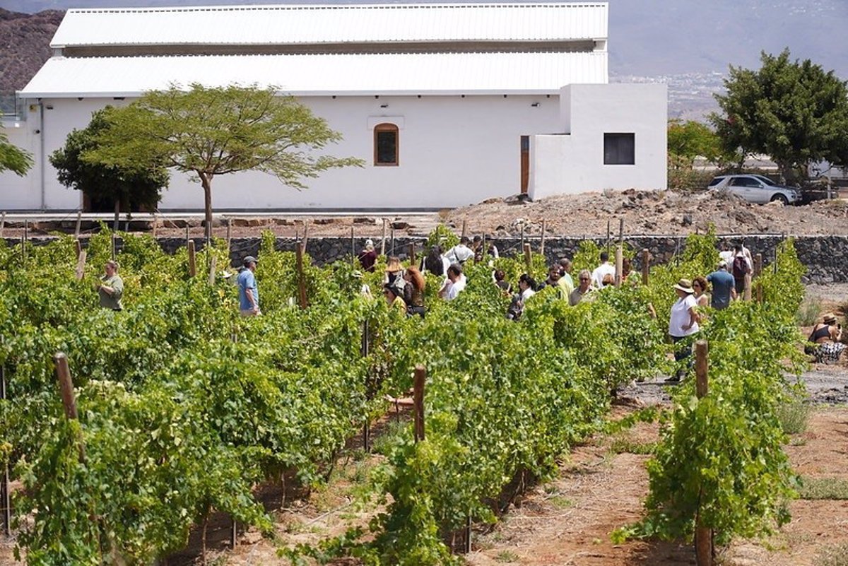 Expertos se reunirán en Lanzarote para abordar sostenibilidad en territorios vitivinícolas