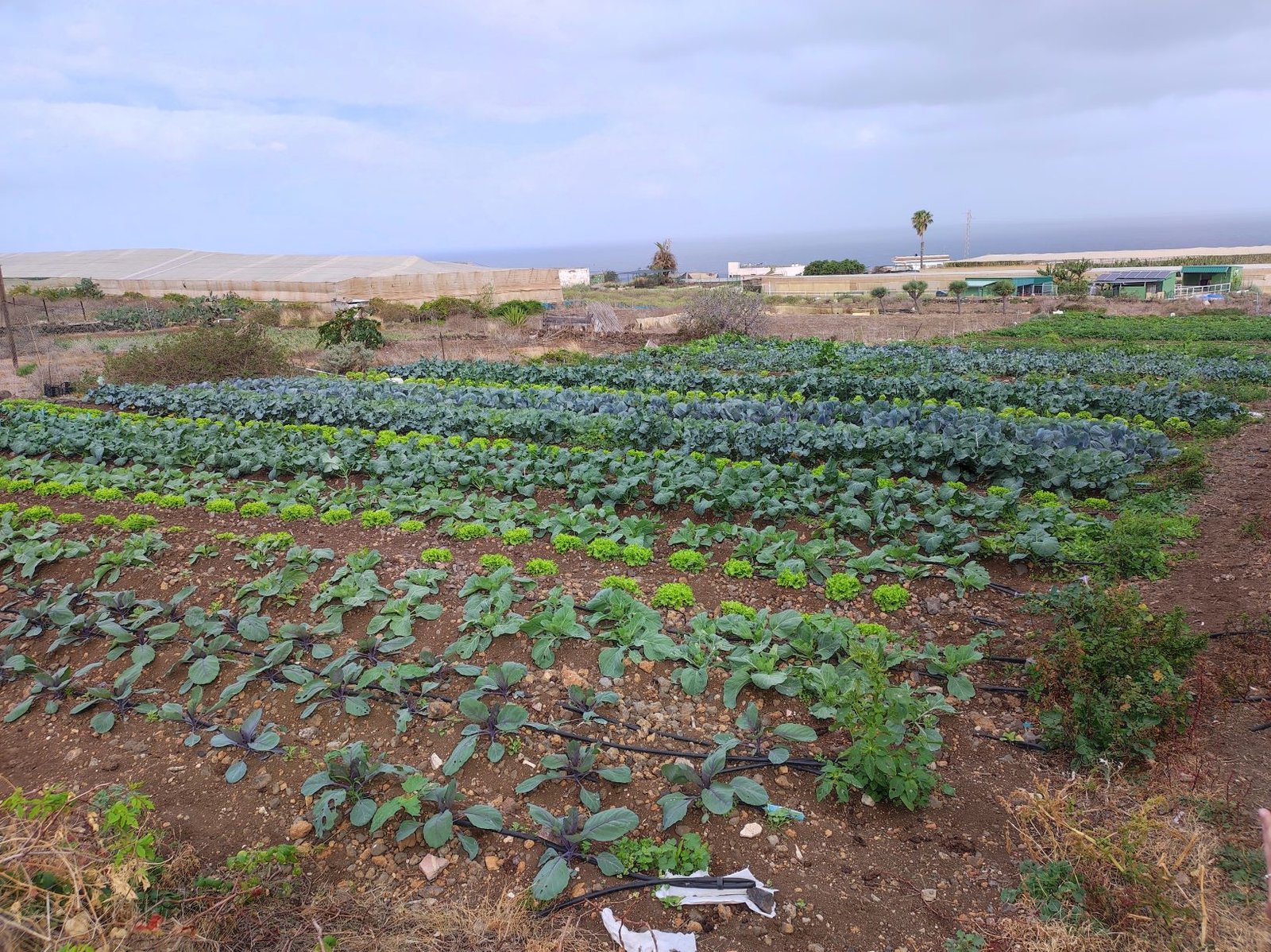 Programa de talleres prácticos de agricultura regenerativa en La Laguna.