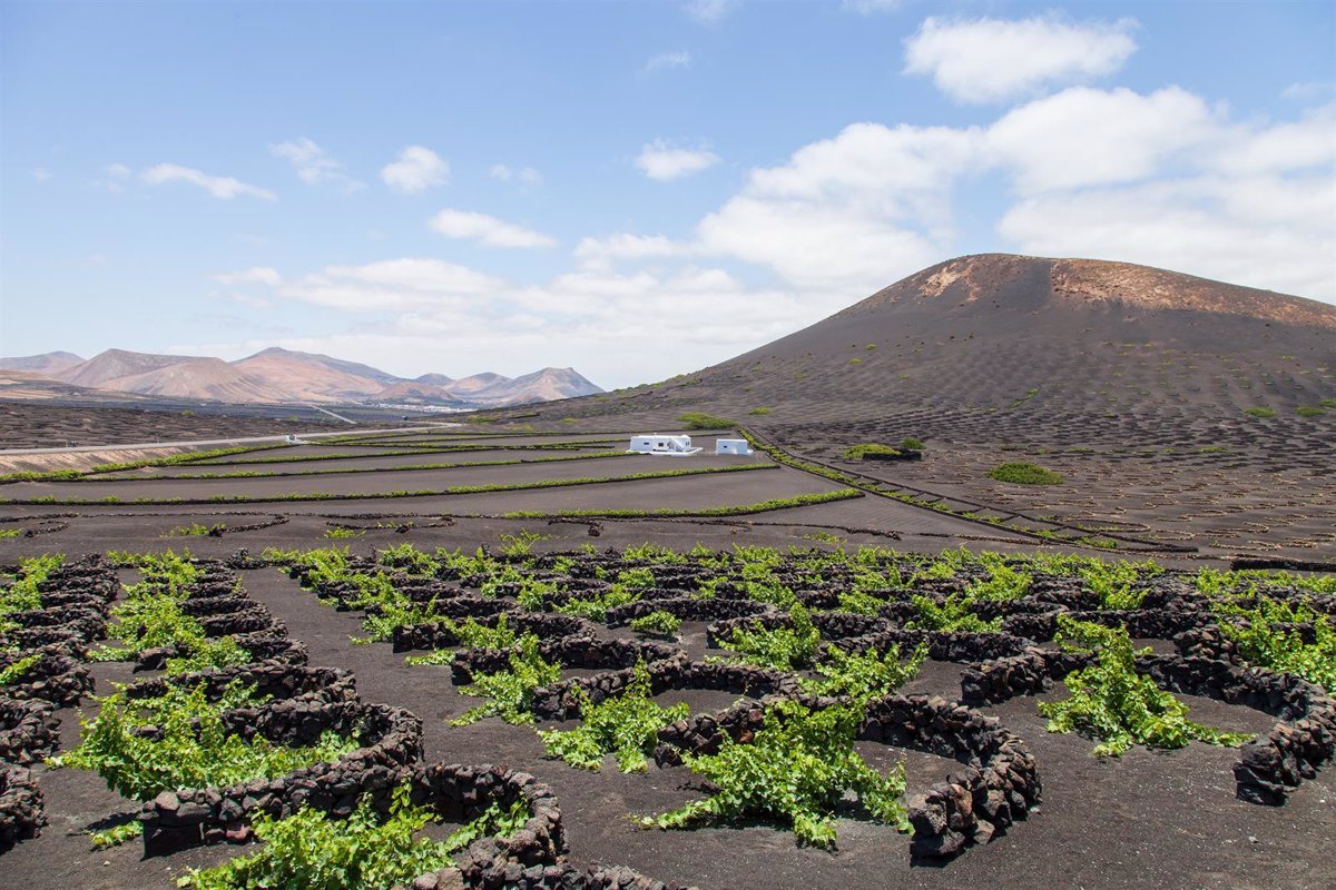 El sector vitivinícola de Lanzarote afronta una vendimia difícil en 2025