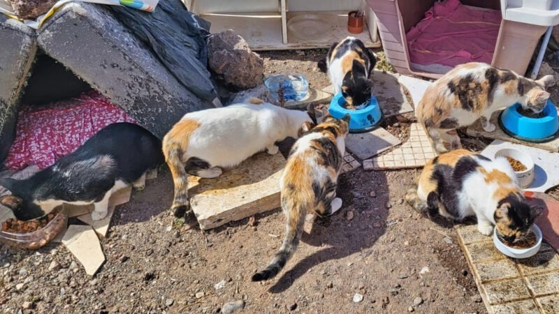 El Ayuntamiento de Arona inicia estudio sobre poblaciones de gatos abandonados