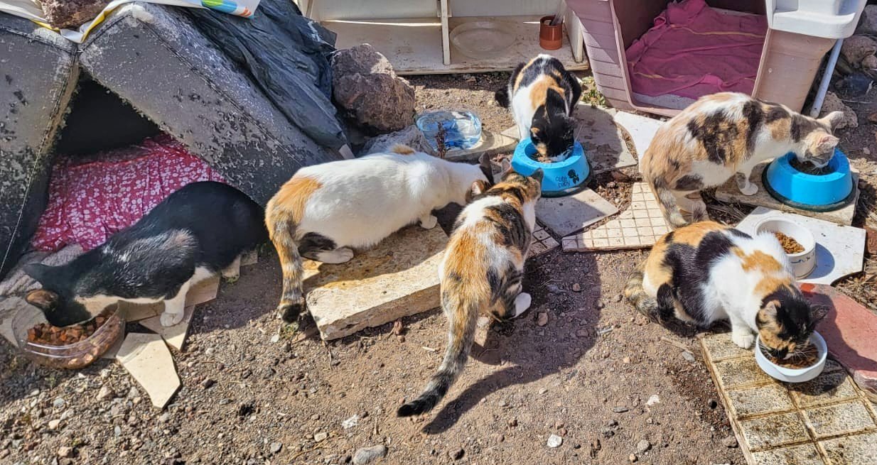 El Ayuntamiento de Arona inicia estudio sobre poblaciones de gatos abandonados
