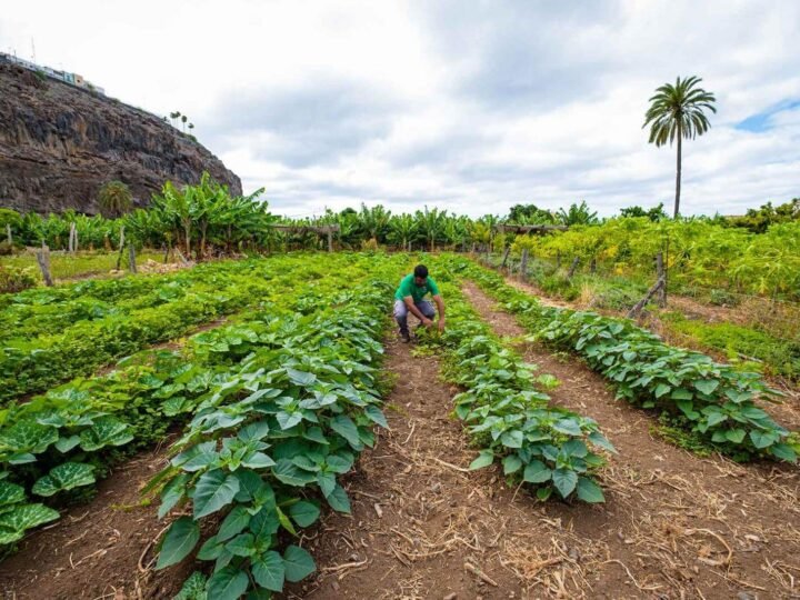 Ayudas al sector primario de La Gomera: plazo abierto.