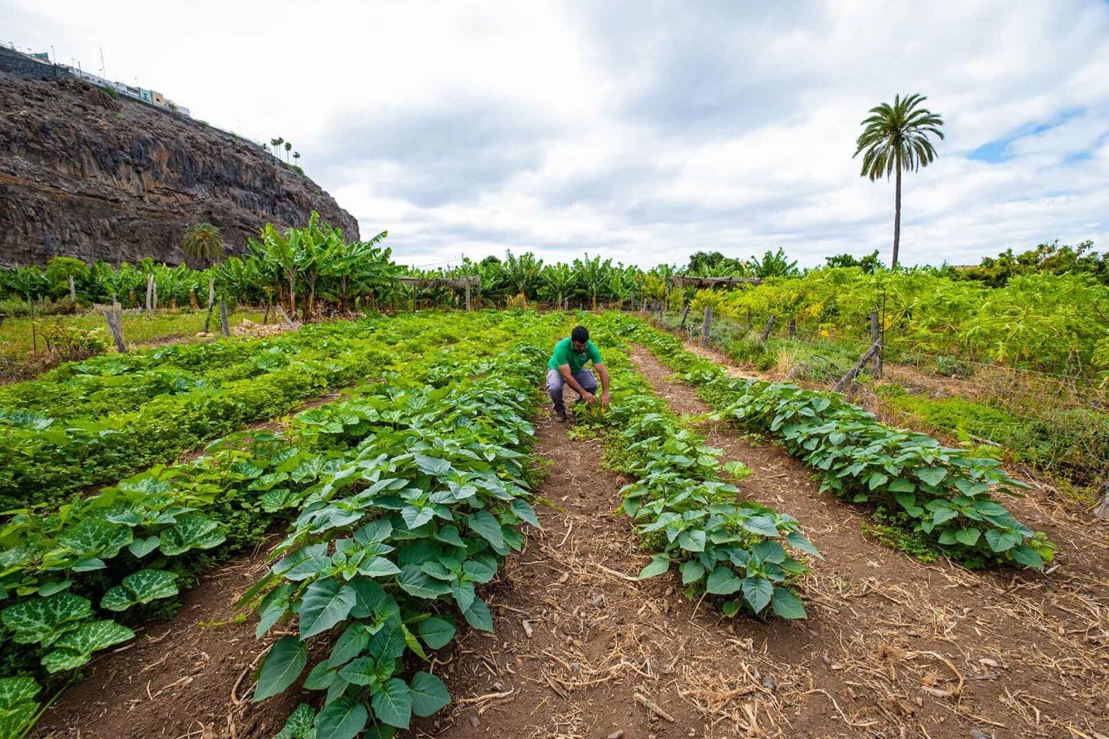Ayudas al sector primario de La Gomera: plazo abierto.