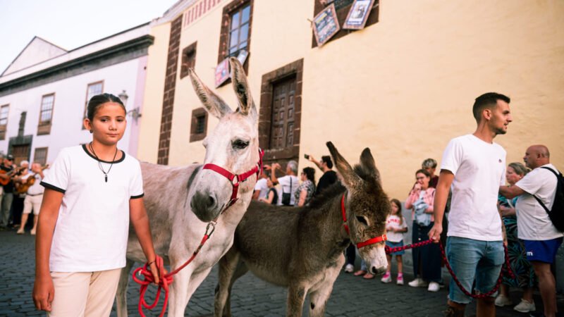 La Laguna celebra la XIX edición de la Noche de los Burros