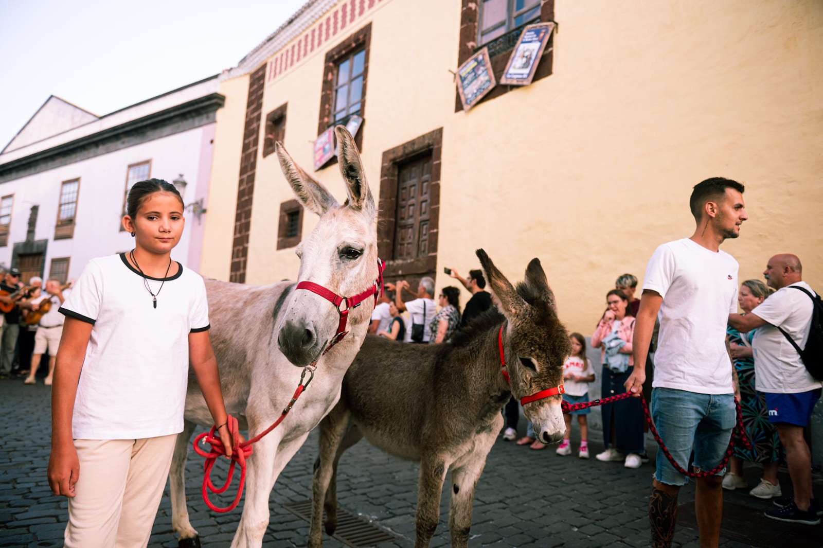 La Laguna celebra la XIX edición de la Noche de los Burros
