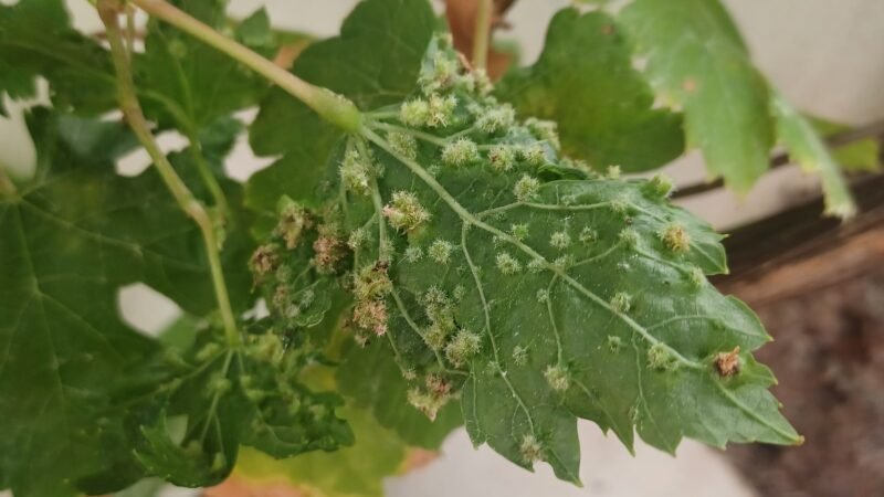 Alerta: Presencia de Filoxera de la Vid en Tenerife
  

  
      
          
                  
                      
                                           
                      
                        
                      
                  
              
      
  

  
  
  Se ha identificado un brote de Filoxera de la Vid (Daktulosphaira vitifoliae) en Canarias, específicamente en el norte de Tenerife y se están tomando medidas para su erradicación.