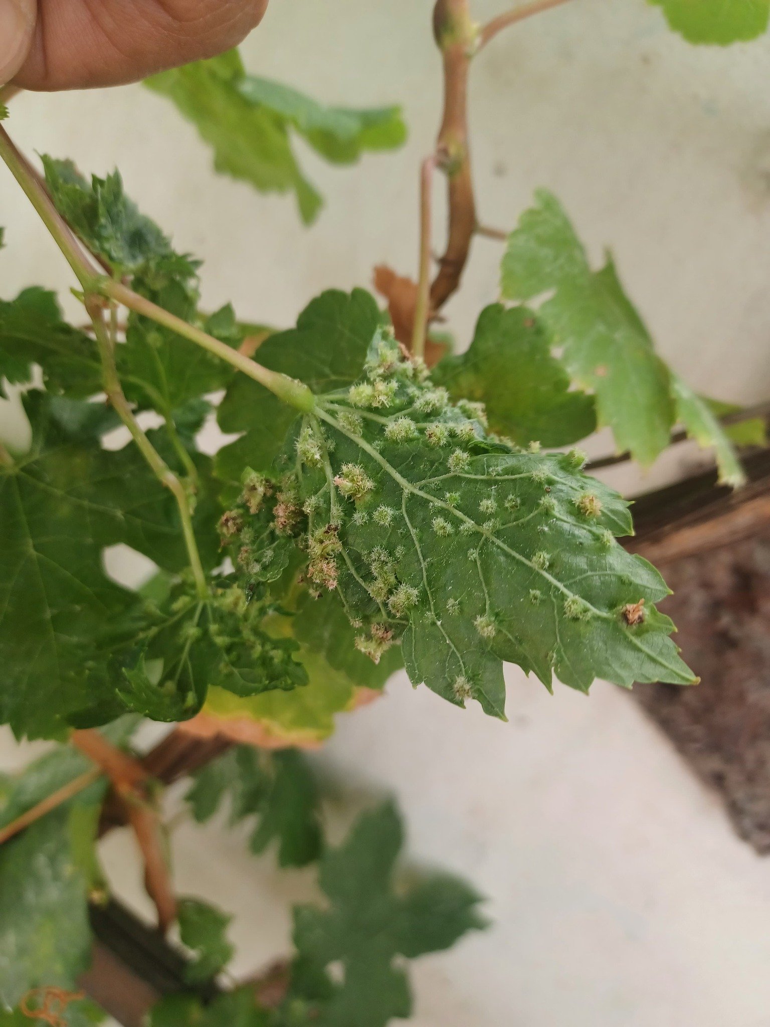 Alerta: Presencia de Filoxera de la Vid en Tenerife
  

  
      
          
                  
                      
                                           
                      
                        
                      
                  
              
      
  

  
  
  Se ha identificado un brote de Filoxera de la Vid (Daktulosphaira vitifoliae) en Canarias, específicamente en el norte de Tenerife y se están tomando medidas para su erradicación.