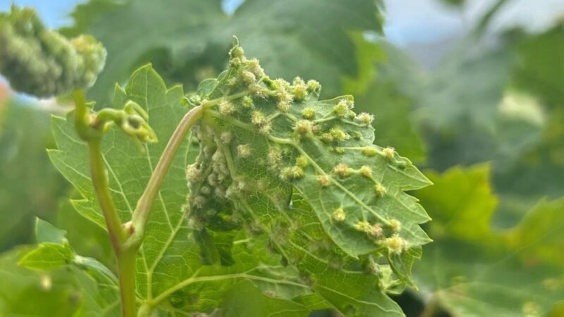 Alerta en el sector vitivinícola por la detección de filoxera en Tenerife