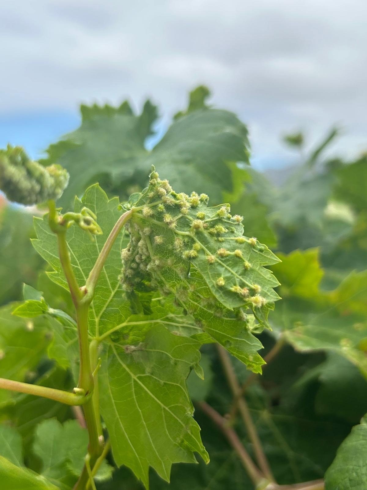Alerta en el sector vitivinícola por la detección de filoxera en Tenerife