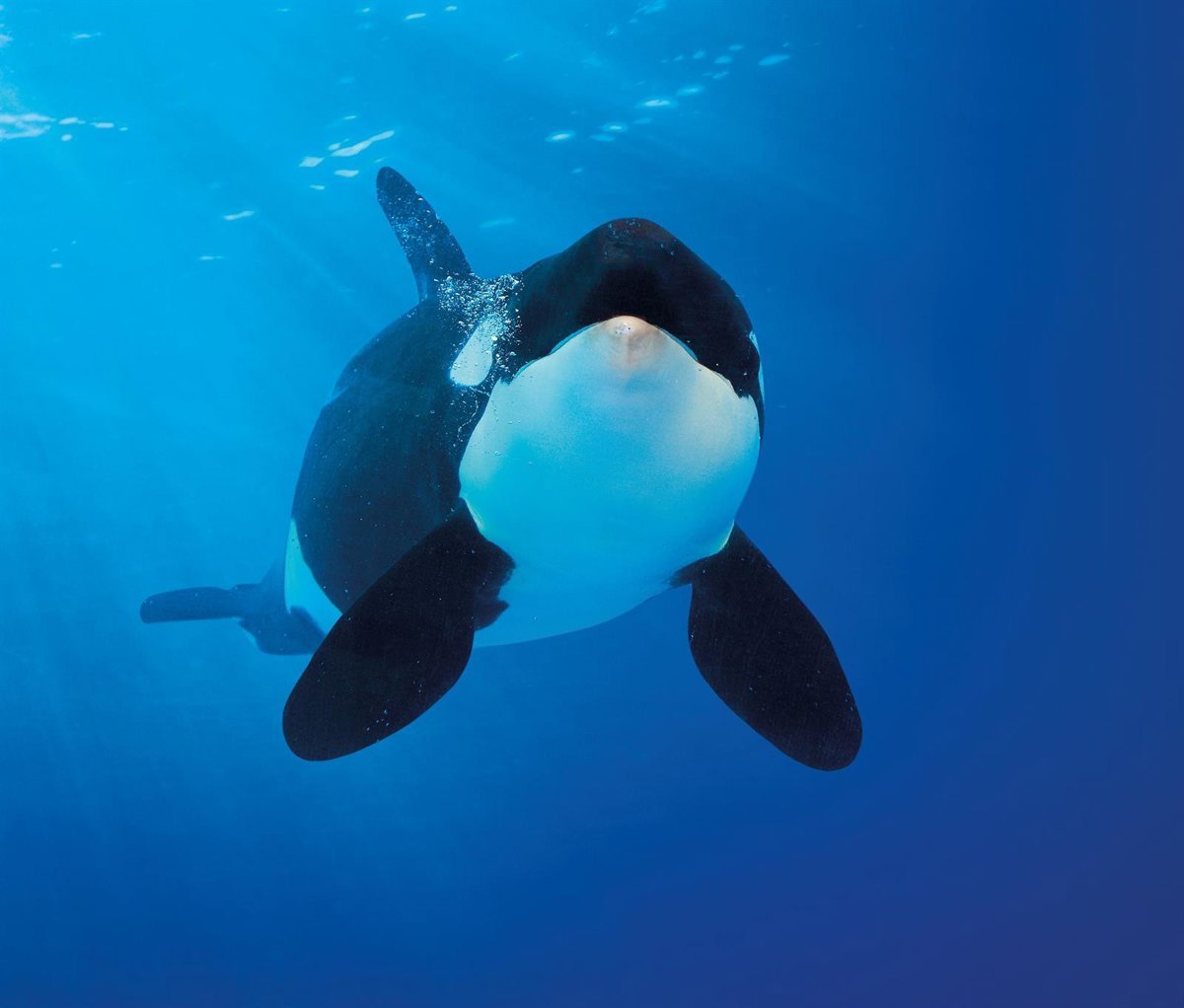 Avanzan en el estudio del sistema hormonal de las orcas en Canarias
