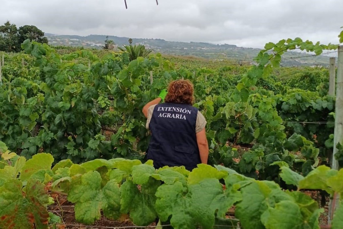 Equipo de técnicos rastrea filoxera en Tenerife y certifica fincas libres de plaga