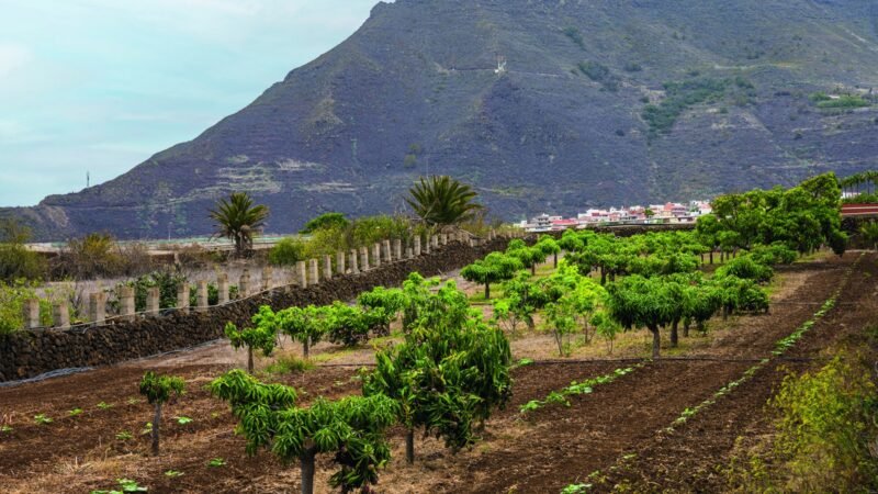 La Laguna refuerza el apoyo al sector primario y consolida su Banco de Tierras