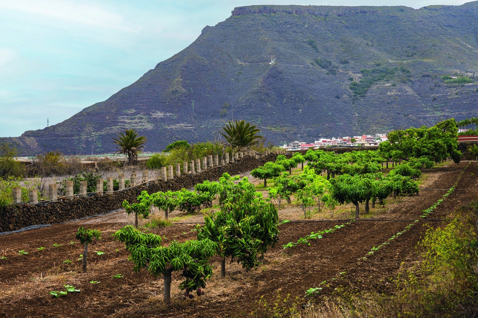 La Laguna refuerza el apoyo al sector primario y consolida su Banco de Tierras