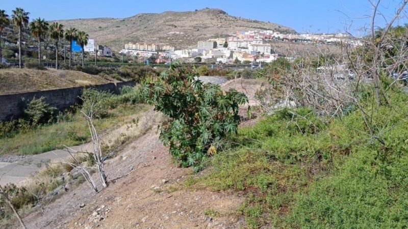 Las Palmas de Gran Canaria renaturaliza lagartario de Tamaraceite por 305.000 euros
