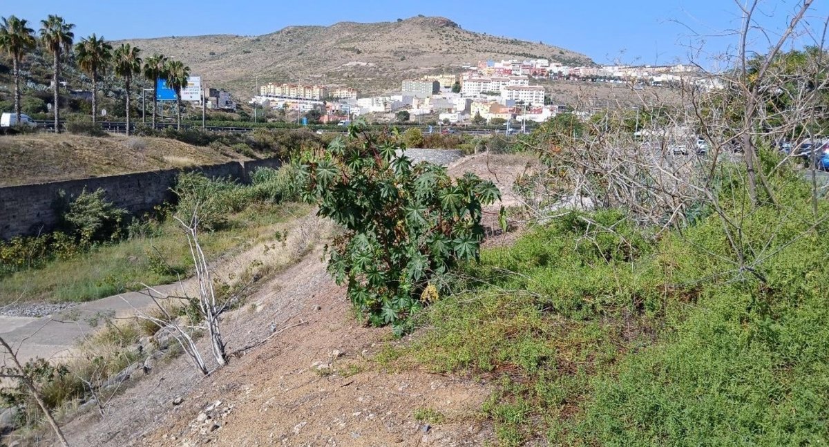 Las Palmas de Gran Canaria renaturaliza lagartario de Tamaraceite por 305.000 euros
