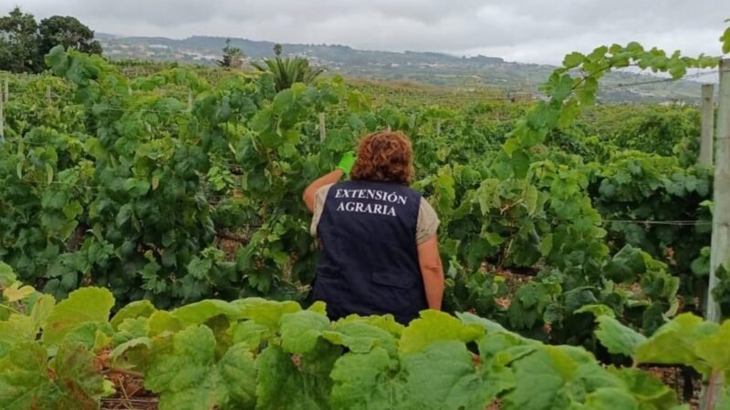 Canarias crea Comité Científico-Técnico de la Filoxera