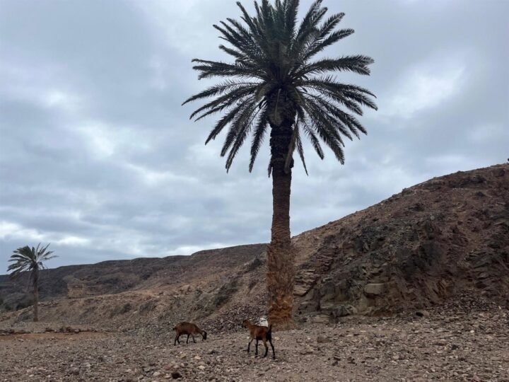 El ‘Anaga Biofest’ amplía su red de hermanamientos a Fuerteventura con las ‘Apañadas’