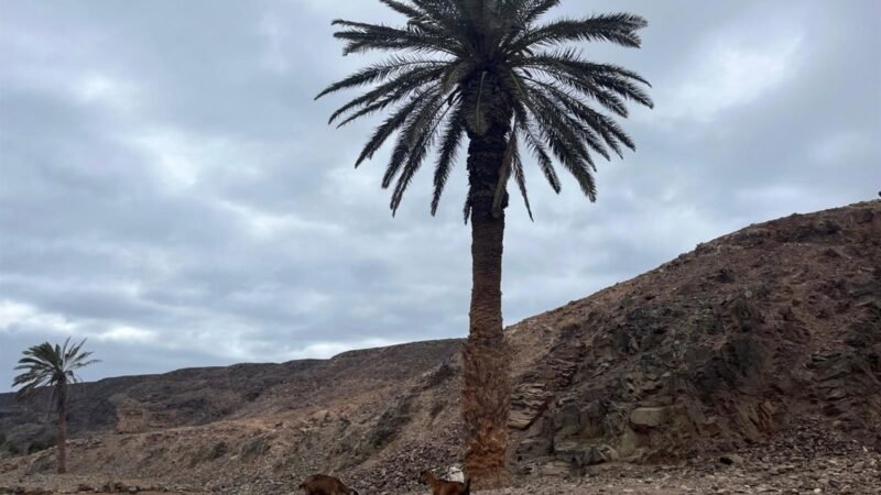 El ‘Anaga Biofest’ amplía su red de hermanamientos a Fuerteventura con las ‘Apañadas’