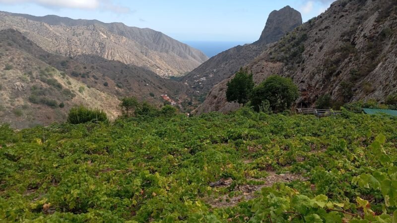 Reunión con sector vitivinícola por filoxera en La Gomera.