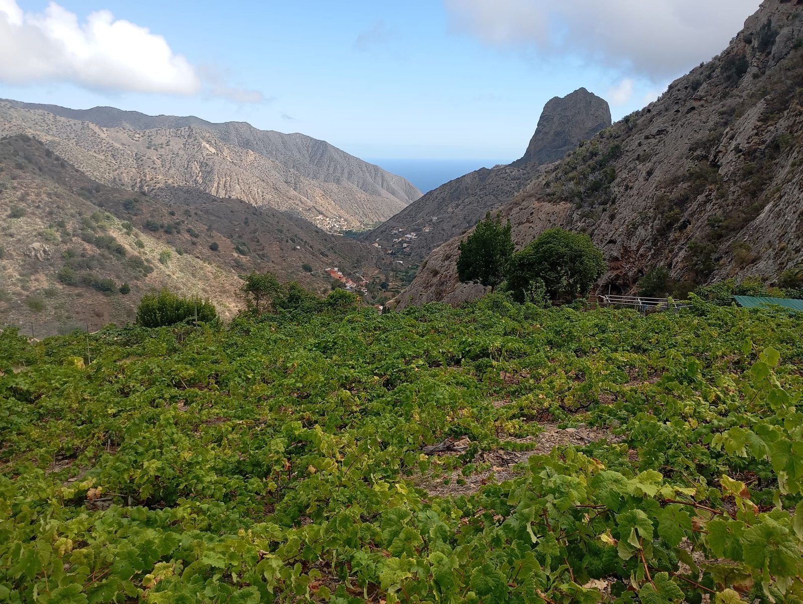 Reunión con sector vitivinícola por filoxera en La Gomera.