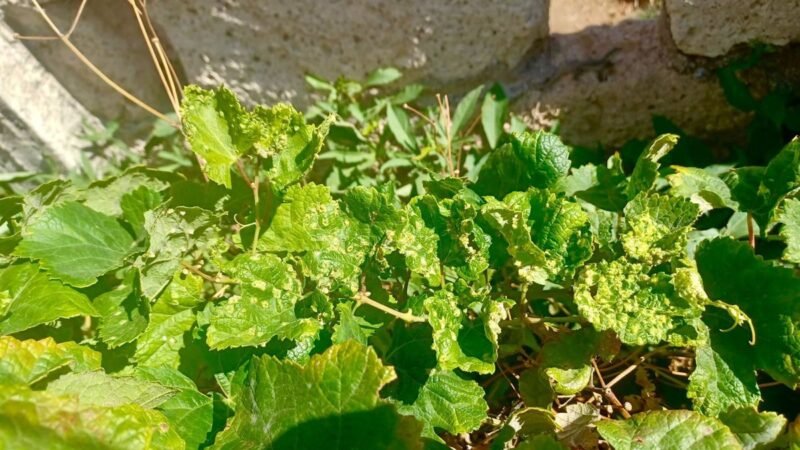 Remiten al Ministerio muestras de plantas con síntomas de filoxera en Candelaria (Tenerife)