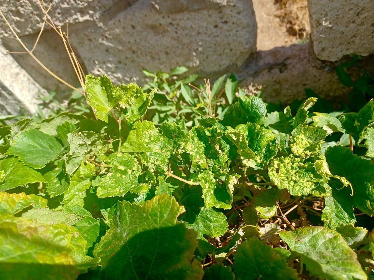 Remiten al Ministerio muestras de plantas con síntomas de filoxera en Candelaria (Tenerife)