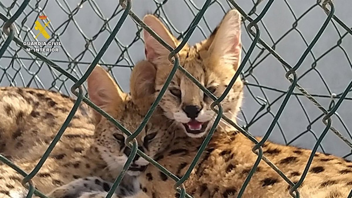 Incautan 5 servales en Las Palmas de Gran Canaria e investigan a tres personas por tenencia de fauna protegida