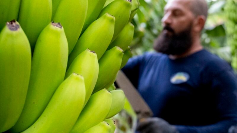 Organizaciones agrarias e industriales piden refuerzo del POSEI ante la UE