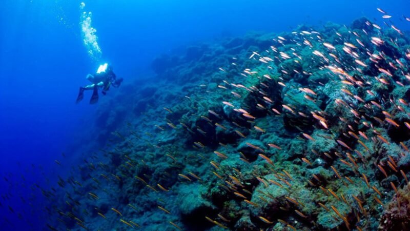 Recuperación de comunidades de peces en deltas del ‘Tajogaite’ tras erupción.