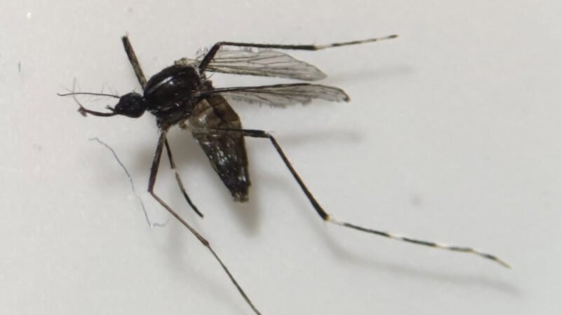 Salud Pública continúa vigilando el mosquito Aedes albopictus en Fuerteventura.