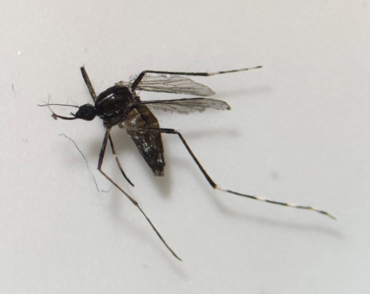 Salud Pública continúa vigilando el mosquito Aedes albopictus en Fuerteventura.
