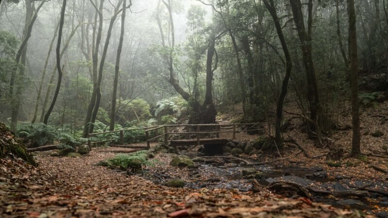 Avanzan en La Gomera con Plan de Acción Climática para el turismo.