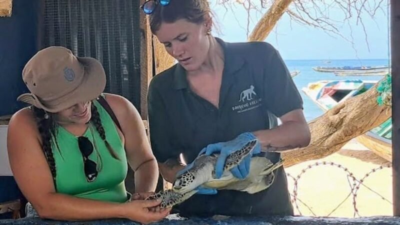 El Cabildo de Tenerife colabora en proyecto de conservación de tortugas y aves marinas en África.