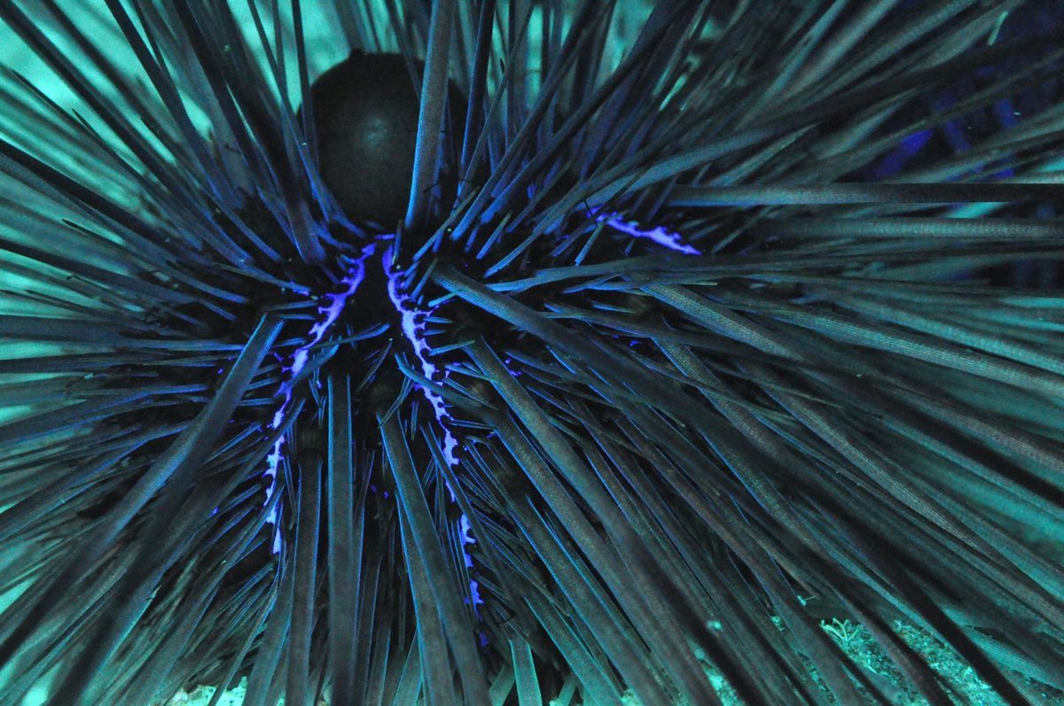 Investigadores de la ULL vinculan la extinción de erizos de mar en Canarias con una pandemia global.