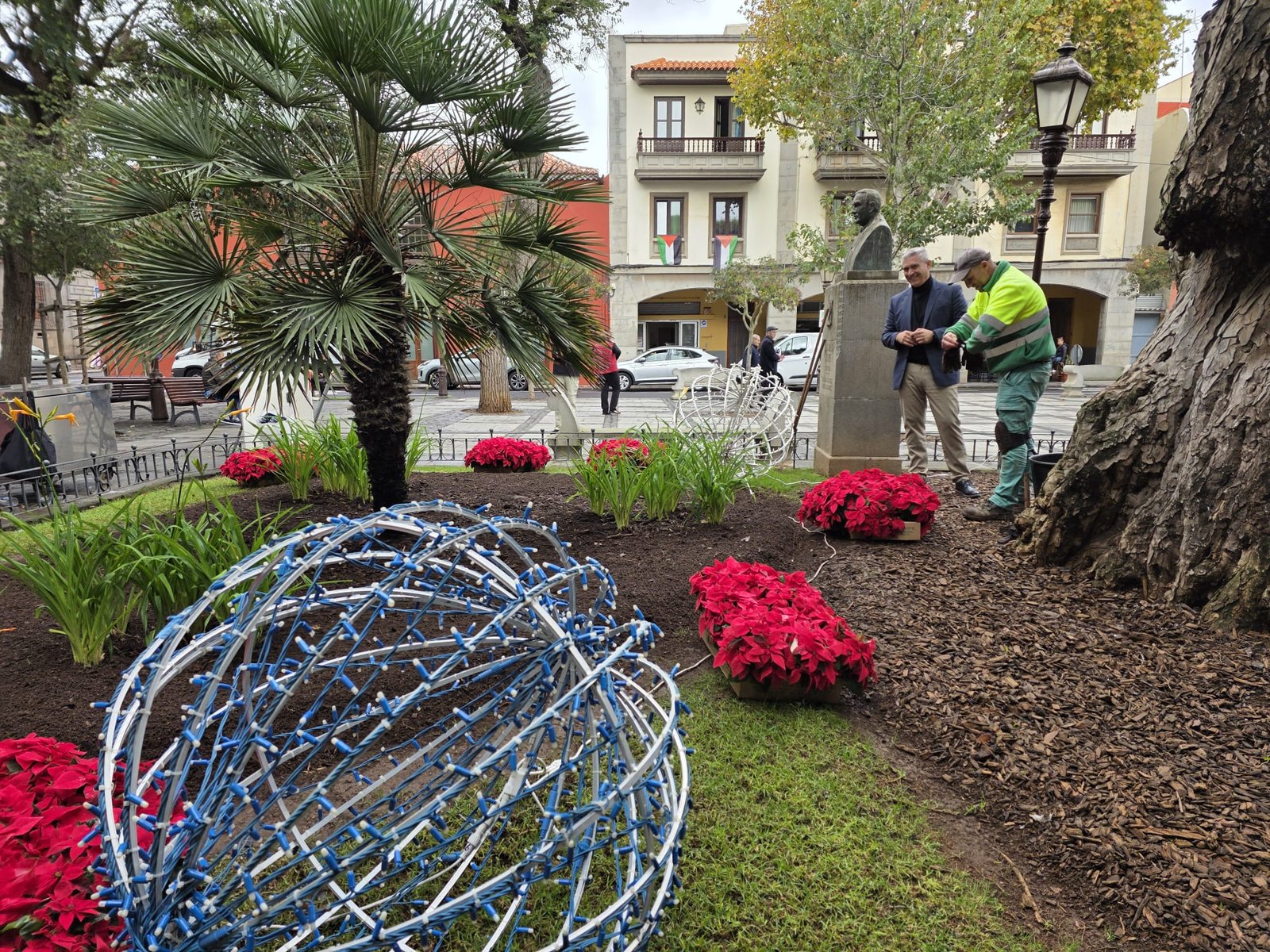 La Laguna se llena de color con flores de pascua en Navidad