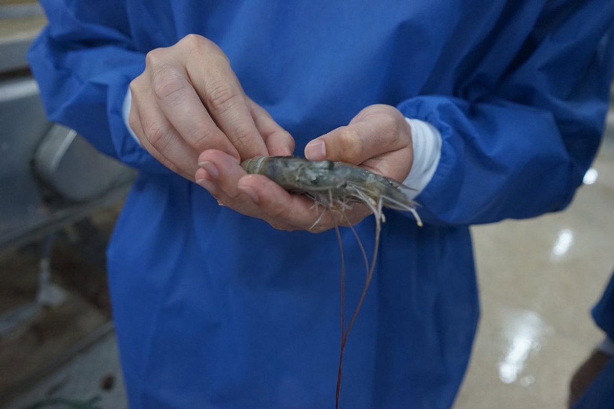 La transferencia de conocimiento de la ULPGC con la empresa de cría de langostinos BIOGEMAR supera los 7 millones de euros.