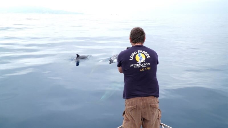 Loro Parque Fundación lidera proyecto pionero sobre dialecto acústico de la orca ibérica