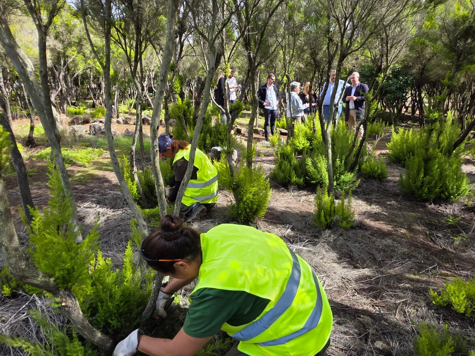 Finaliza el Plan de Empleo Rural en La Laguna con actuaciones ambientales en Mesa Mota y San Roque
