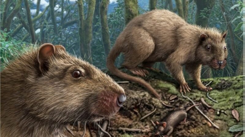 La aislación en Canarias afectó el tamaño del cerebro de las ratas gigantes y sus sentidos.