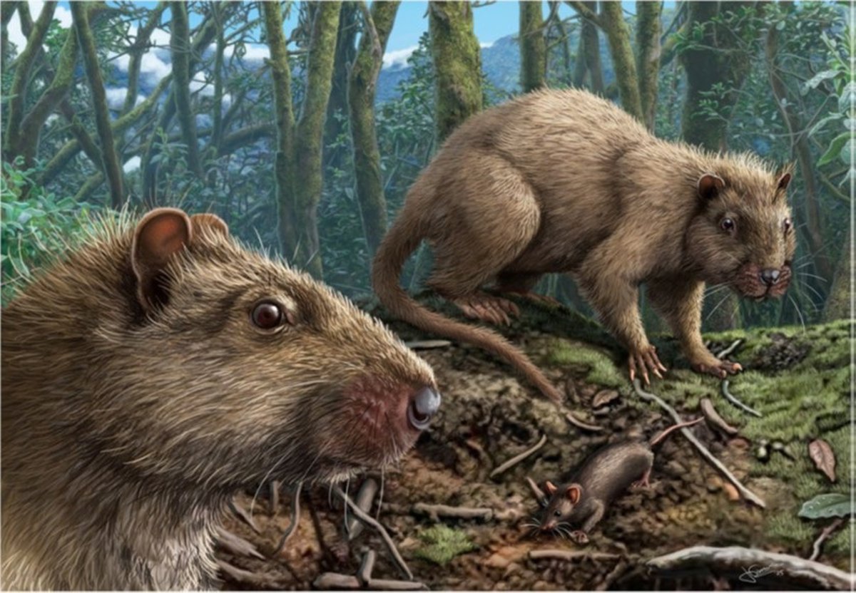 La aislación en Canarias afectó el tamaño del cerebro de las ratas gigantes y sus sentidos.